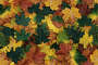 leaves-100.bmp