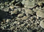 gray river rocks.jpg