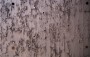 Peeling Paint Chips Tan