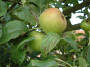 Apples.jpg