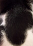 Black and White Animal Fur
