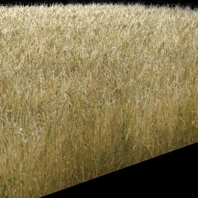 Wheat Field Texture High Resolution