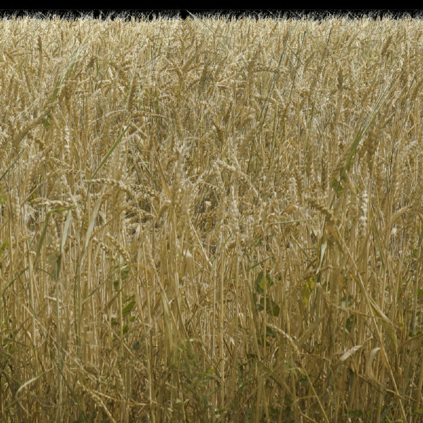 Wheat Field Texture High Resolution