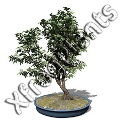 3d model bonsai trees dvd plants - XfrogPlants Bonsai DVD by xfrog