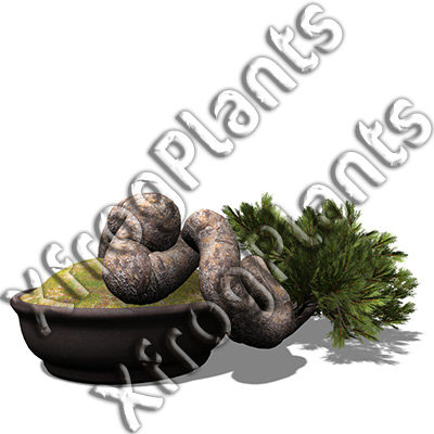 3d model bonsai trees dvd plants - XfrogPlants Bonsai DVD by xfrog