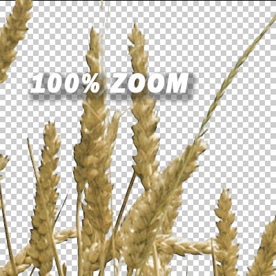 Wheat Field Texture High Resolution