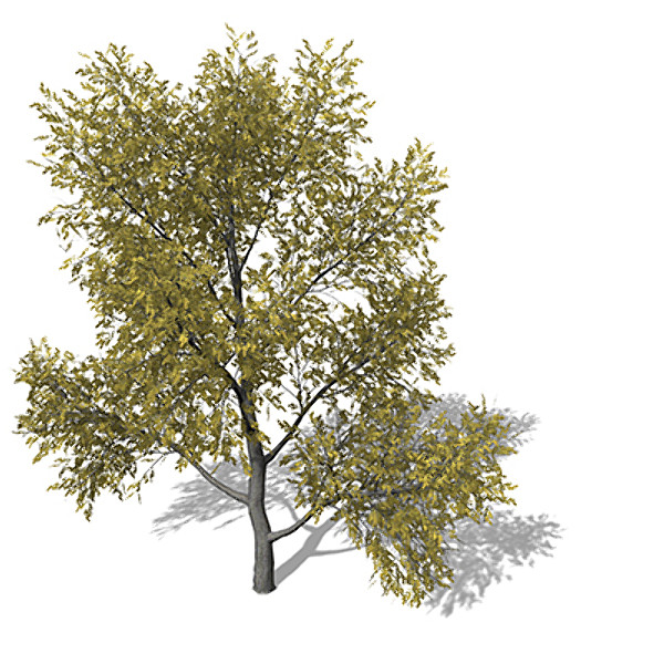 3ds max xfrogplants autumn honey locust - XfrogPlants Autumn Honey Locust by xfrog