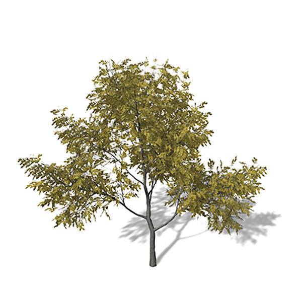 3ds max xfrogplants autumn honey locust - XfrogPlants Autumn Honey Locust by xfrog