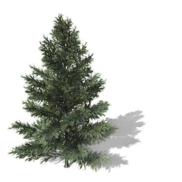 xfrogplants colorado spruce tree 3d lwo - XfrogPlants Colorado Spruce by xfrog