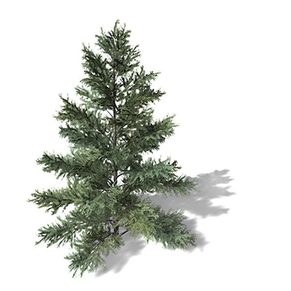xfrogplants colorado spruce tree 3d lwo - XfrogPlants Colorado Spruce by xfrog