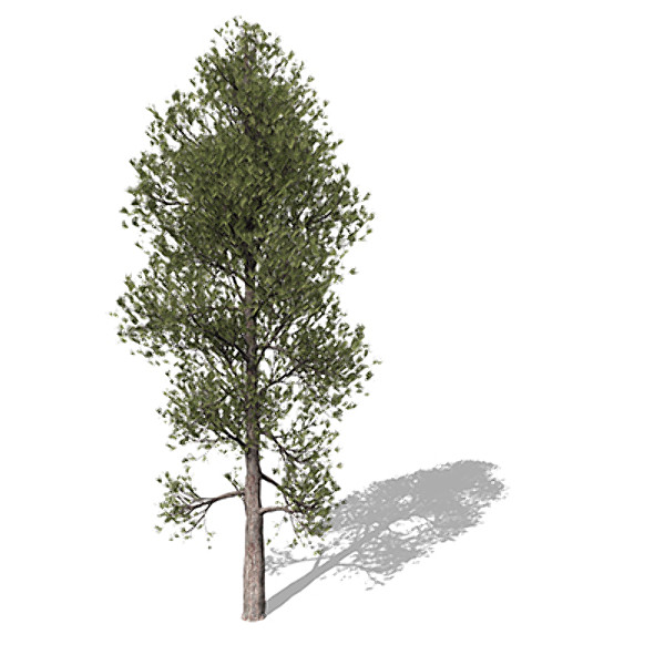 xfrogplants monterey pine tree 3d model - XfrogPlants Monterey Pine by xfrog