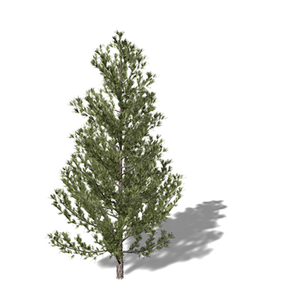 xfrogplants monterey pine tree 3d model - XfrogPlants Monterey Pine by xfrog