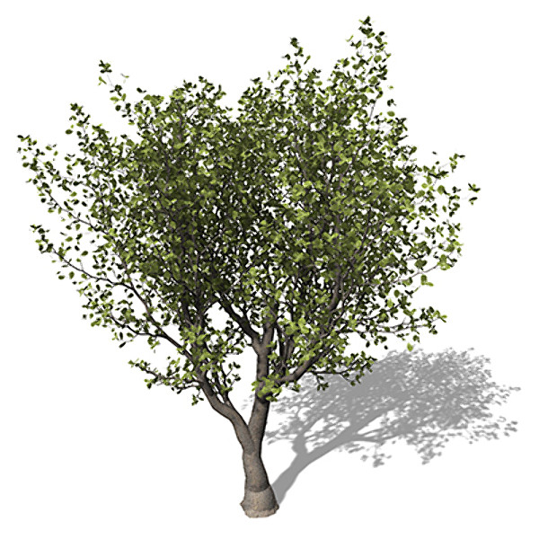 3ds xfrogplants english oak tree - XfrogPlants English Oak by xfrog
