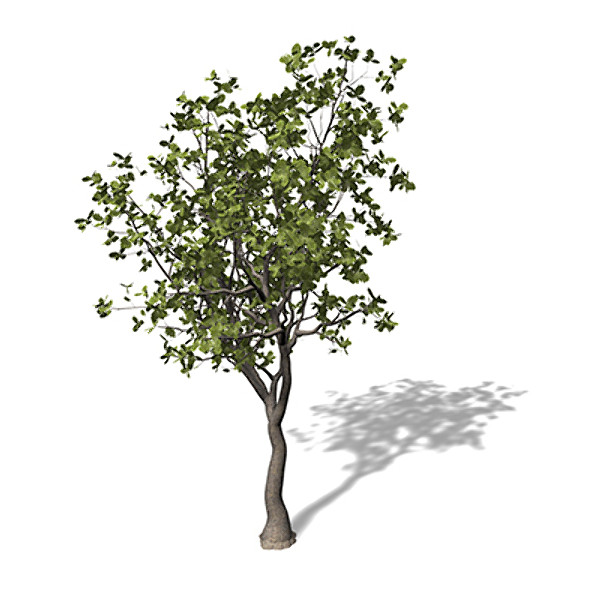3ds xfrogplants english oak tree - XfrogPlants English Oak by xfrog