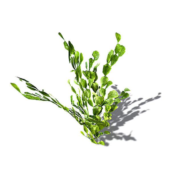 3ds max xfrogplants halimeda alga plant - XfrogPlants Halimeda by xfrog