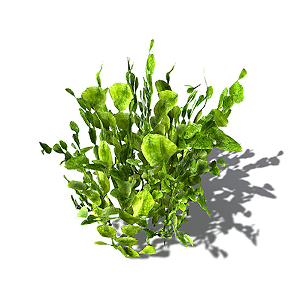 3ds max xfrogplants halimeda alga plant - XfrogPlants Halimeda by xfrog