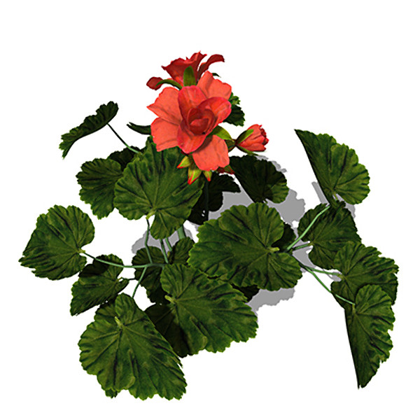 3dsmax xfrogplants geranium plant - XfrogPlants Geranium by xfrog