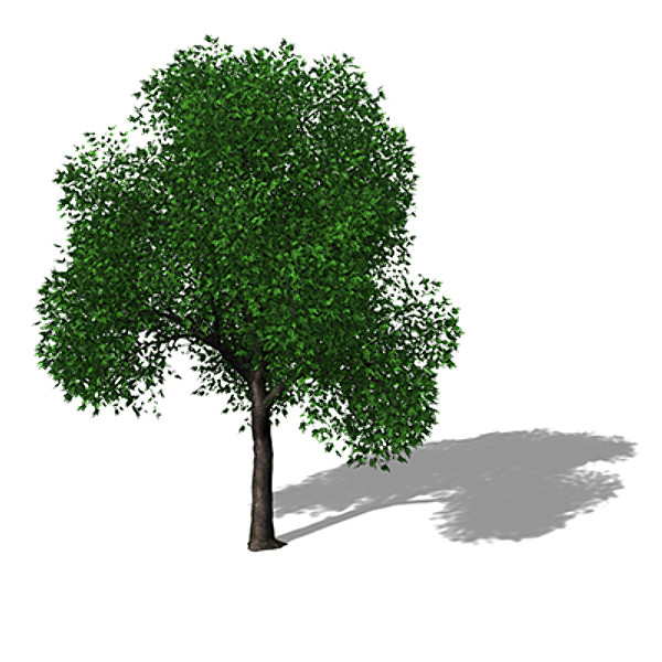 max xfrogplants holm oak tree - XfrogPlants Holm Oak by xfrog