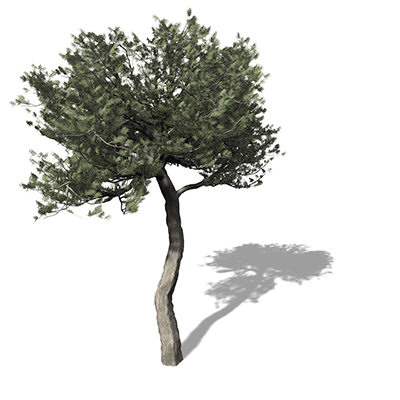 3d model xfrogplants monterey cypress tree - XfrogPlants Monterey Cypress by xfrog