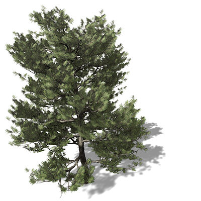3d model xfrogplants monterey cypress tree - XfrogPlants Monterey Cypress by xfrog