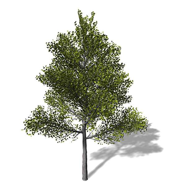 3dsmax xfrogplants montpellier maple tree - XfrogPlants Montpellier Maple by xfrog