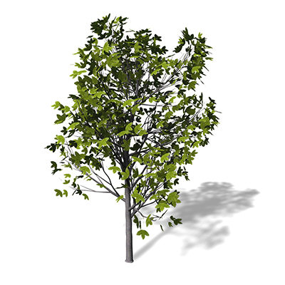 3dsmax xfrogplants montpellier maple tree - XfrogPlants Montpellier Maple by xfrog