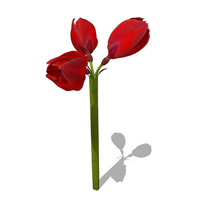 xfrogplants amaryllis plant 3d model - XfrogPlants Amaryllis by xfrog