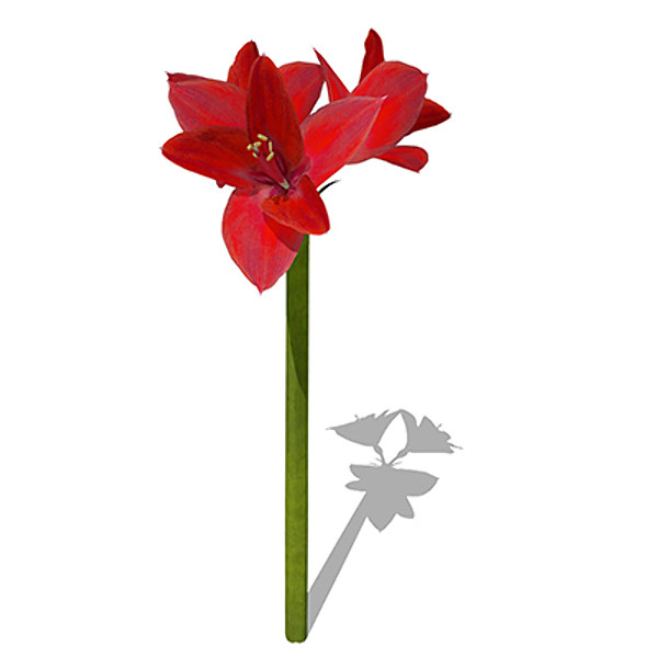 xfrogplants amaryllis plant 3d model - XfrogPlants Amaryllis by xfrog