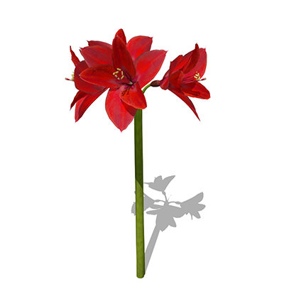 xfrogplants amaryllis plant 3d model - XfrogPlants Amaryllis by xfrog