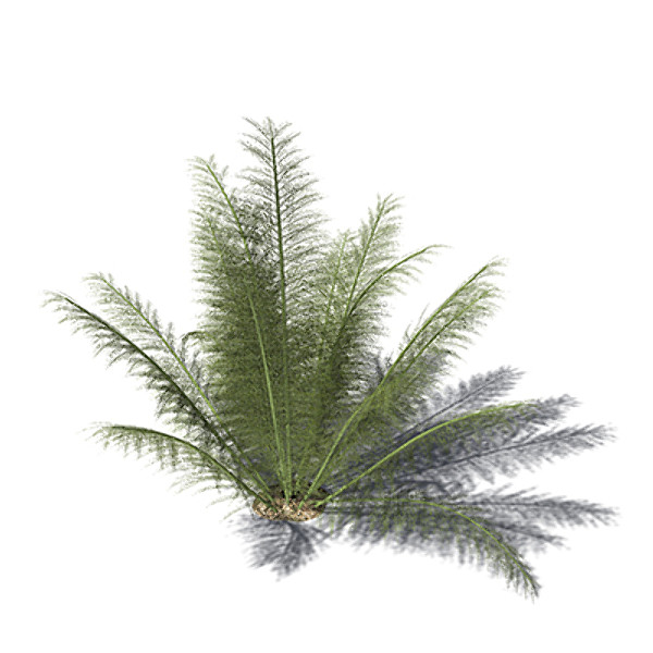 3d xfrogplants onychiopsis fern plant model - XfrogPlants Onychiopsis by xfrog