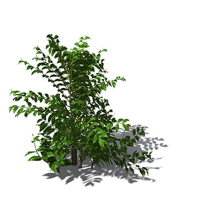 xfrogplants tree coffee tropical plant 3ds - XfrogPlants Coffee tree by xfrog
