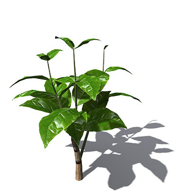 xfrogplants tree coffee tropical plant 3ds - XfrogPlants Coffee tree by xfrog