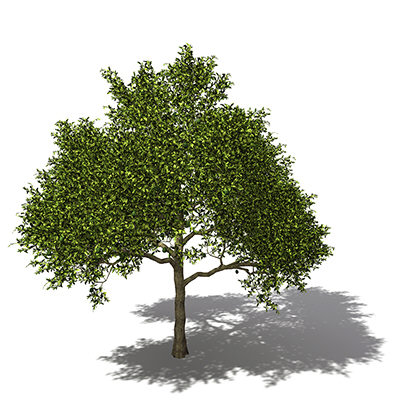 xfrogplants avocado tree tropical plant 3ds - XfrogPlants Avocado tree by xfrog