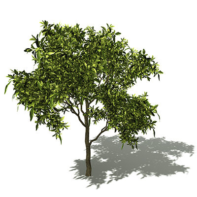 xfrogplants avocado tree tropical plant 3ds - XfrogPlants Avocado tree by xfrog