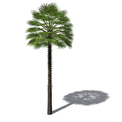 3d model xfrogplants mediterranean fan palm - XfrogPlants Mediterranean Fan Palm by xfrog