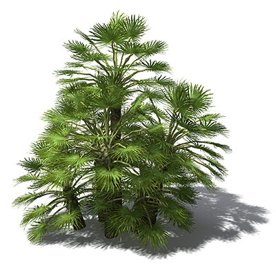 3d model xfrogplants mediterranean fan palm - XfrogPlants Mediterranean Fan Palm by xfrog