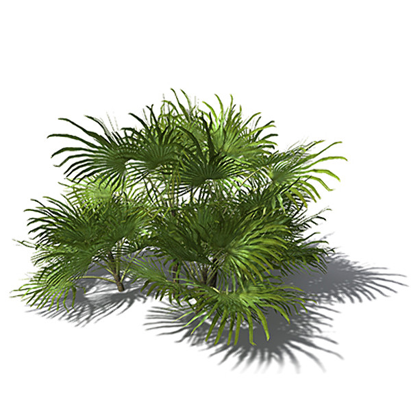 3d model xfrogplants mediterranean fan palm - XfrogPlants Mediterranean Fan Palm by xfrog