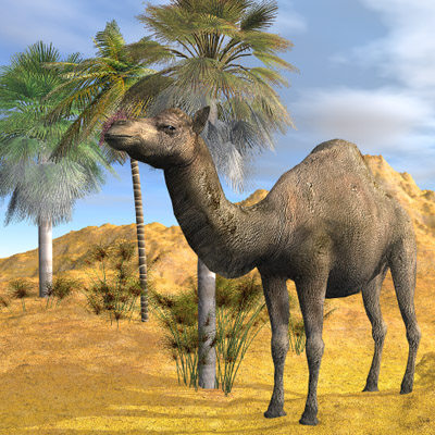 camel 3d max - Camel by 3d_Wanderer