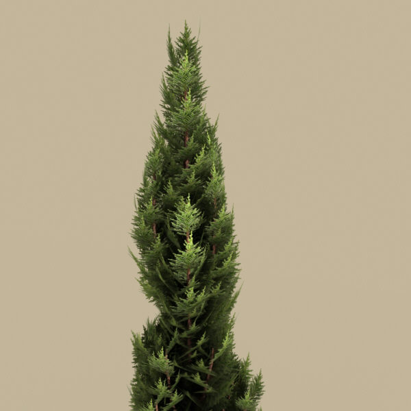italian cypress 3d model - plant_italian_cypress by monkeyodoom