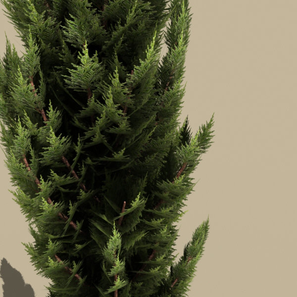 italian cypress 3d model - plant_italian_cypress by monkeyodoom