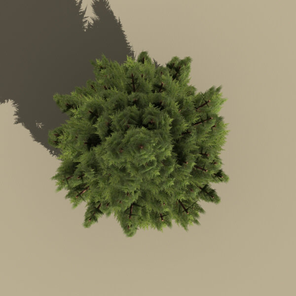 italian cypress 3d model - plant_italian_cypress by monkeyodoom