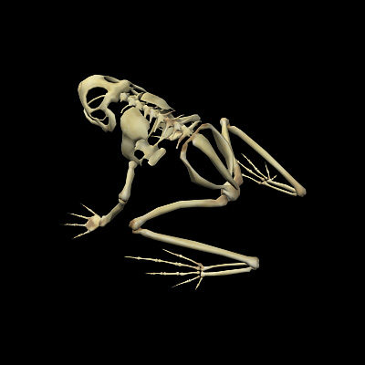 3d frog skeleton - Frog Skeleton by 3d_Wanderer