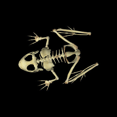 3d frog skeleton - Frog Skeleton by 3d_Wanderer