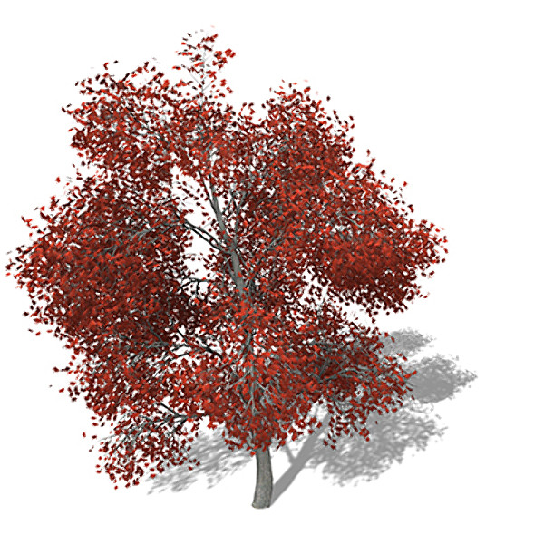 xfrogplants autumn japanese maple 3d 3ds - XfrogPlants Autumn Japanese Maple by xfrog