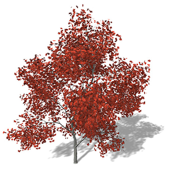 xfrogplants autumn japanese maple 3d 3ds - XfrogPlants Autumn Japanese Maple by xfrog