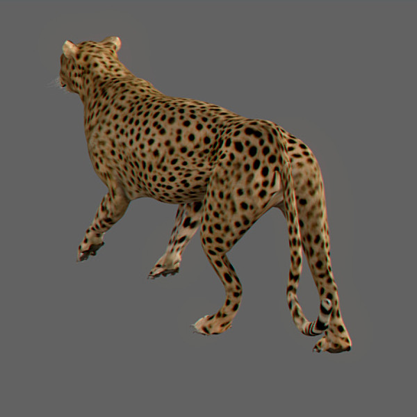 3d cheetah fur - Animated Cheetah by NONECG