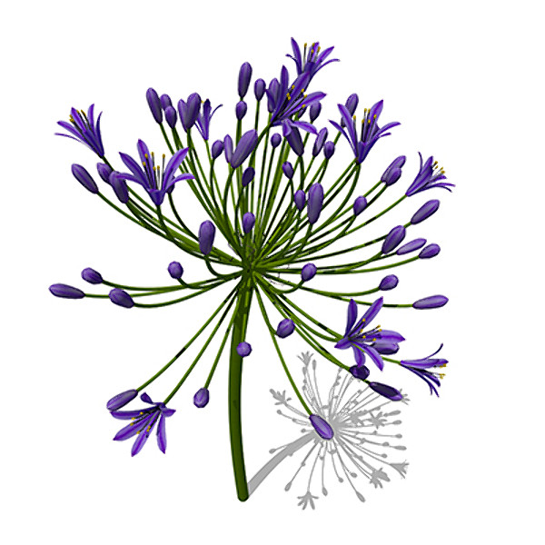 xfrogplants bell agapanthus plant flowers 3d 3ds - XfrogPlants Bell Agapanthus by xfrog