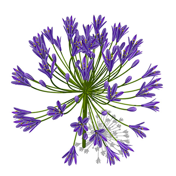 xfrogplants bell agapanthus plant flowers 3d 3ds - XfrogPlants Bell Agapanthus by xfrog
