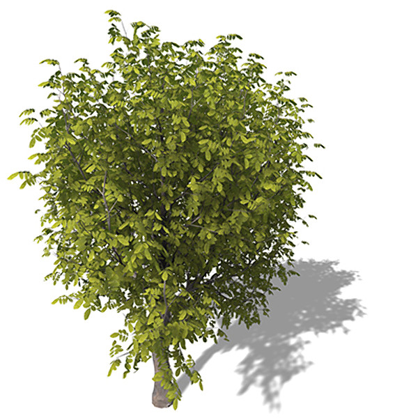 xfrogplants oregon ash tree 3ds - XfrogPlants Oregon Ash by xfrog