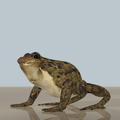 3d frog skeleton - Frog Skeleton by 3d_Wanderer